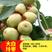 枣树苗沾化冬枣二代一代基地直发保品种保质量南北方种植