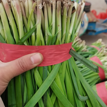 梁山头茬小冷棚精品紫根韭菜大量上市hy