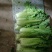 麻叶青白菜精品白菜大量现货一手货源品质保证