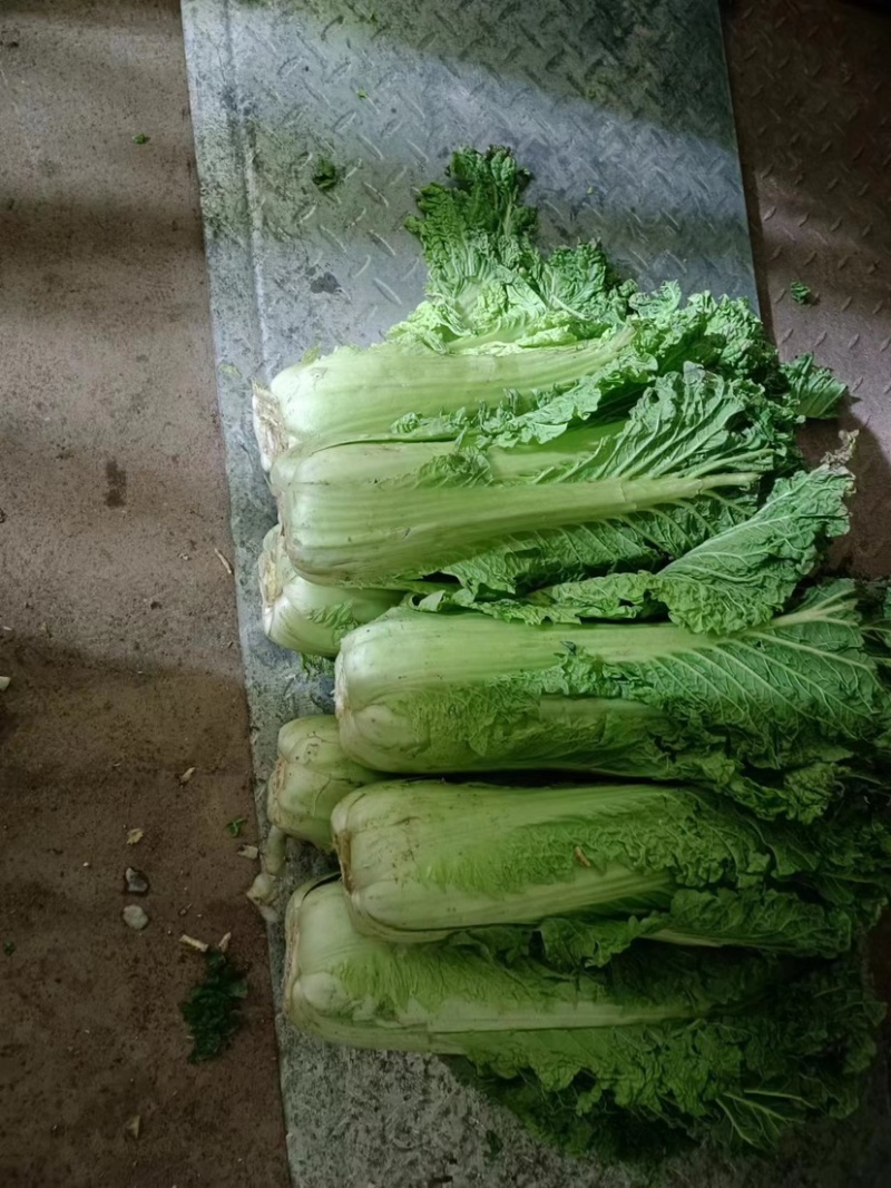 麻叶青白菜精品白菜大量现货一手货源品质保证