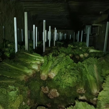 麻叶青白菜精品白菜大量现货一手货源品质保证
