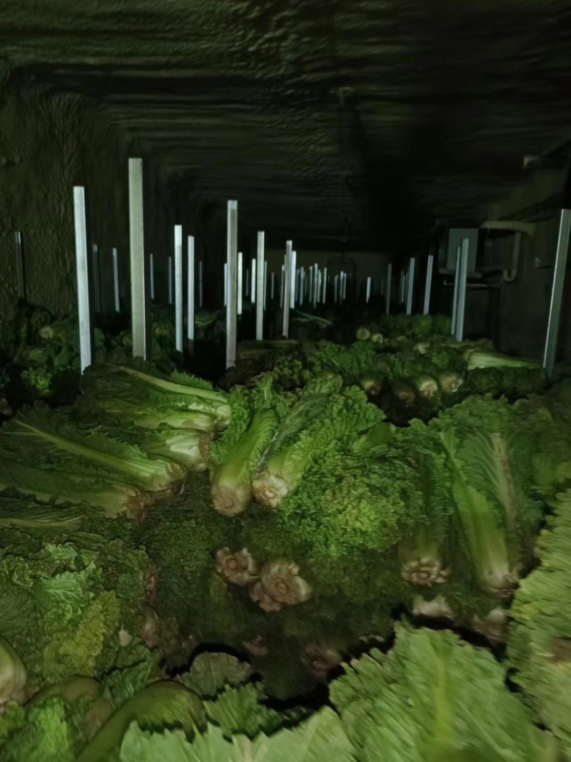 麻叶青白菜精品白菜大量现货一手货源品质保证