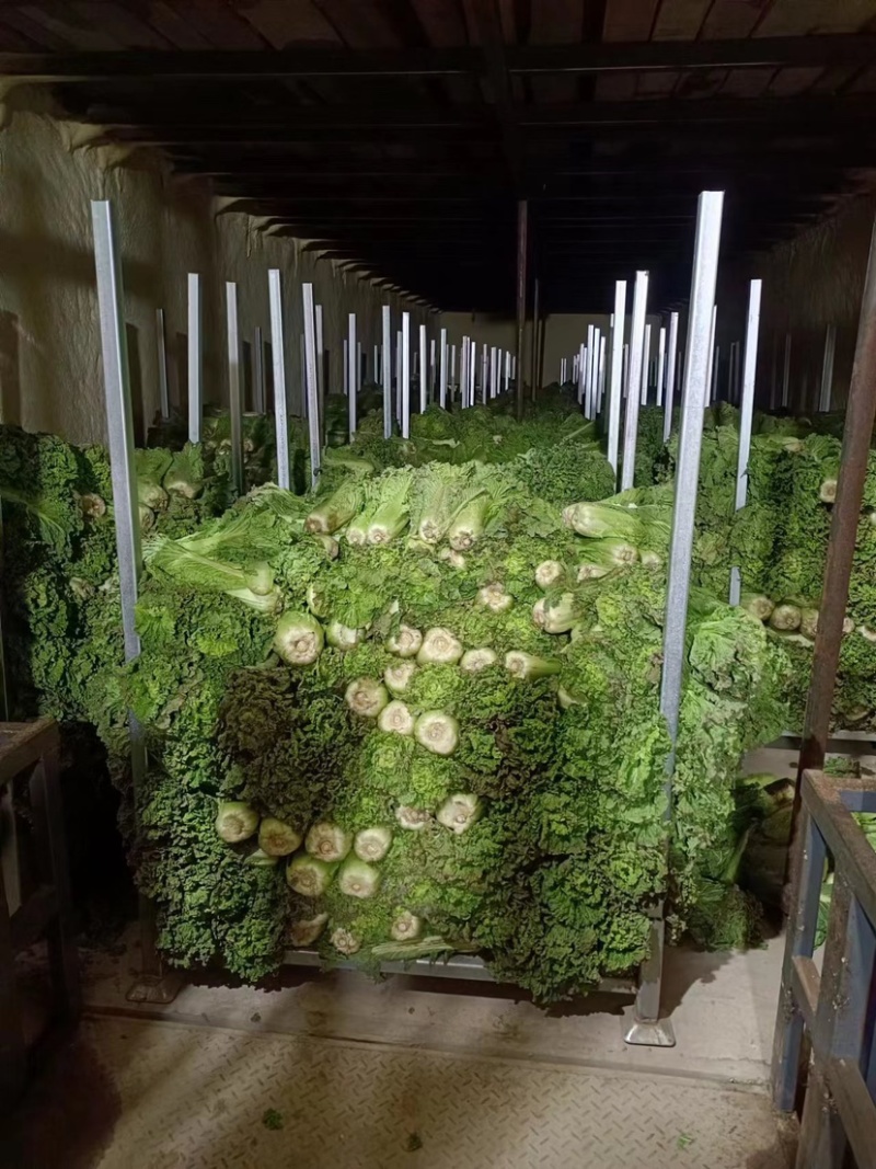 麻叶青白菜精品白菜大量现货一手货源品质保证