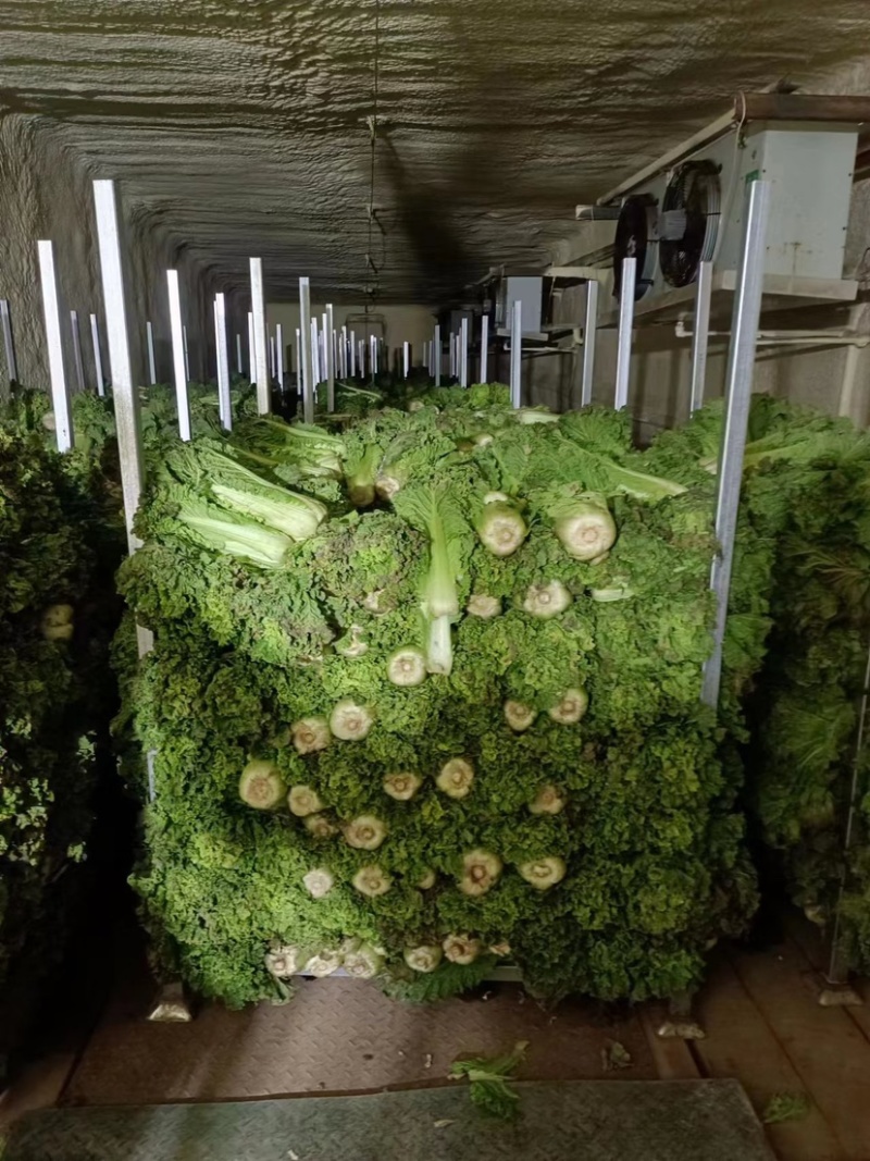 麻叶青白菜精品白菜大量现货一手货源品质保证