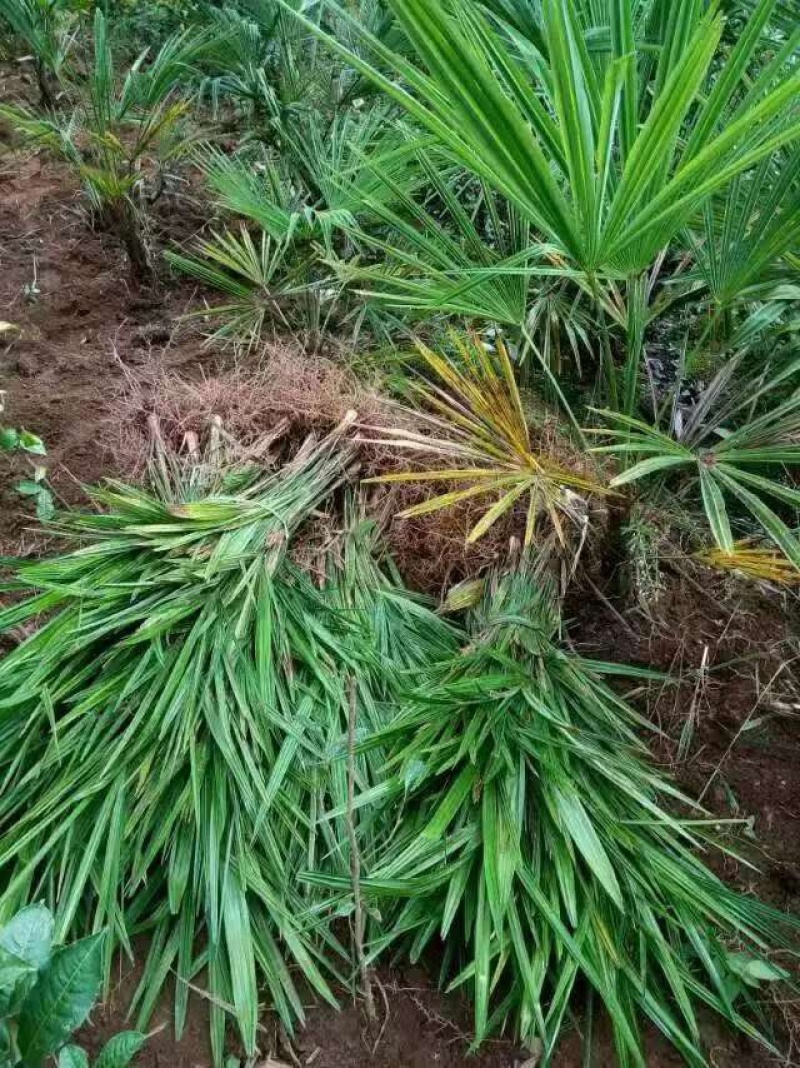 棕苗