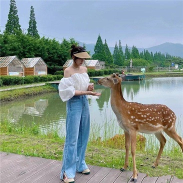 梅花鹿小鹿苗鹿仔,亲人小鹿,景区动物园民宿展览活鹿