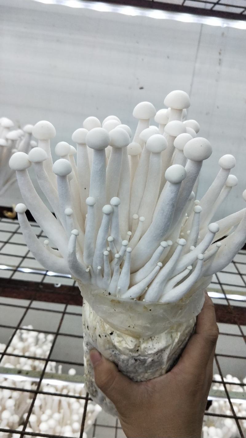 海鲜菇