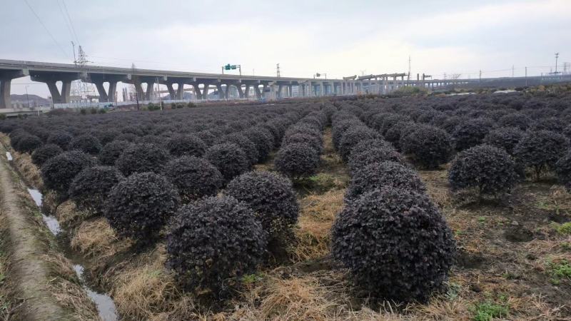 【红花继木】浙江萧山绿化苗基地货源/规格多样/量大从优