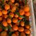 默科特柑橘质量放心，可供电商超市，欢迎各位老板前