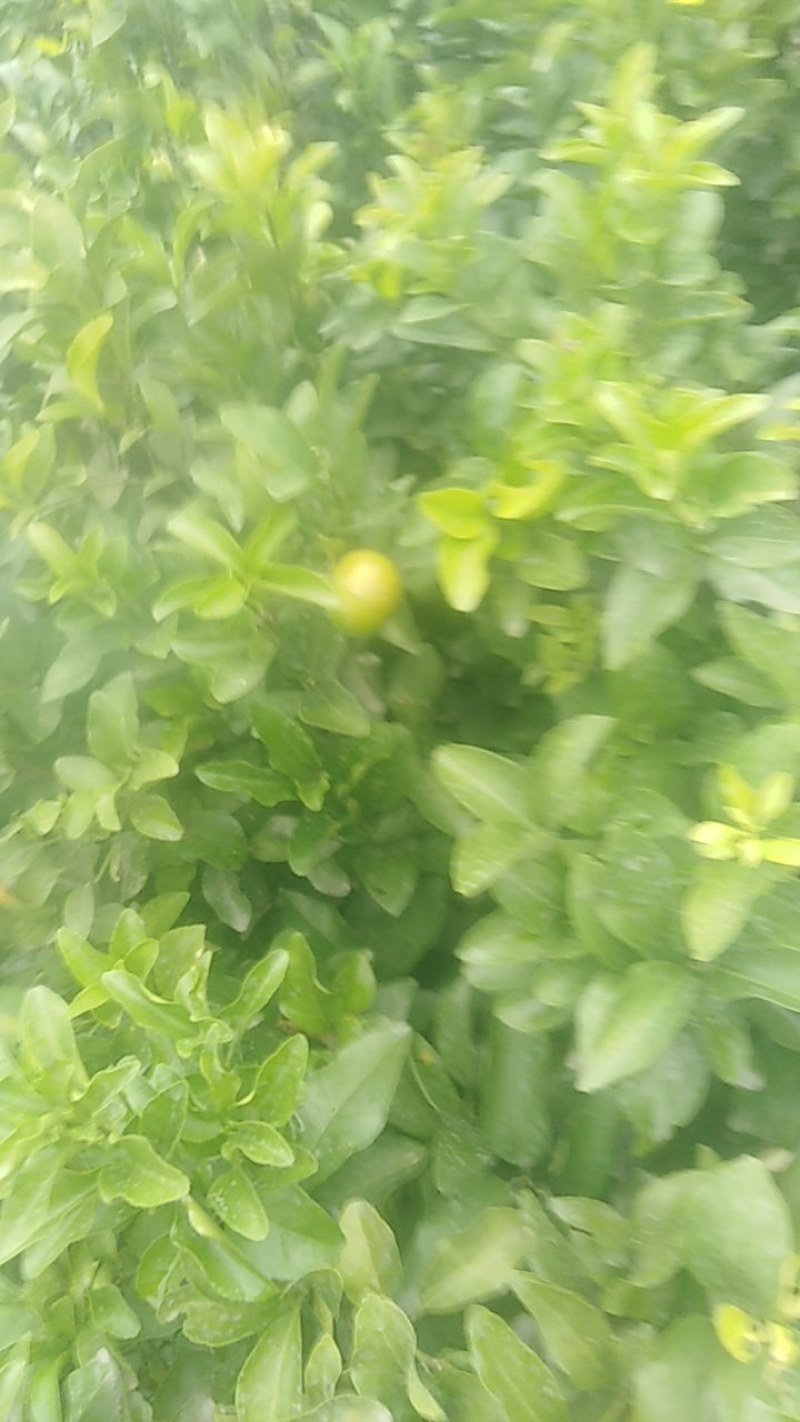 金秋沙糖橘苗