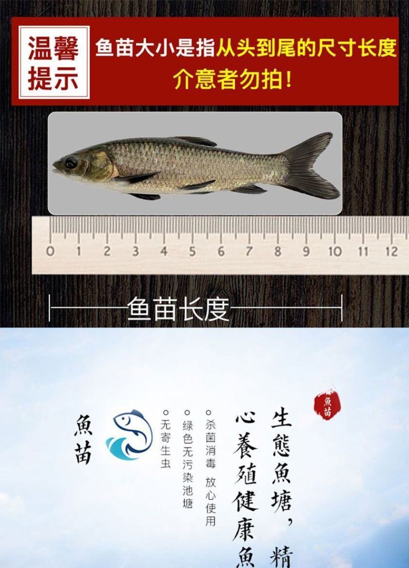 花鲢鱼苗大头鱼苗鳙鱼苗鳙鱼苗活体胖头鱼【包邮包活送指导】