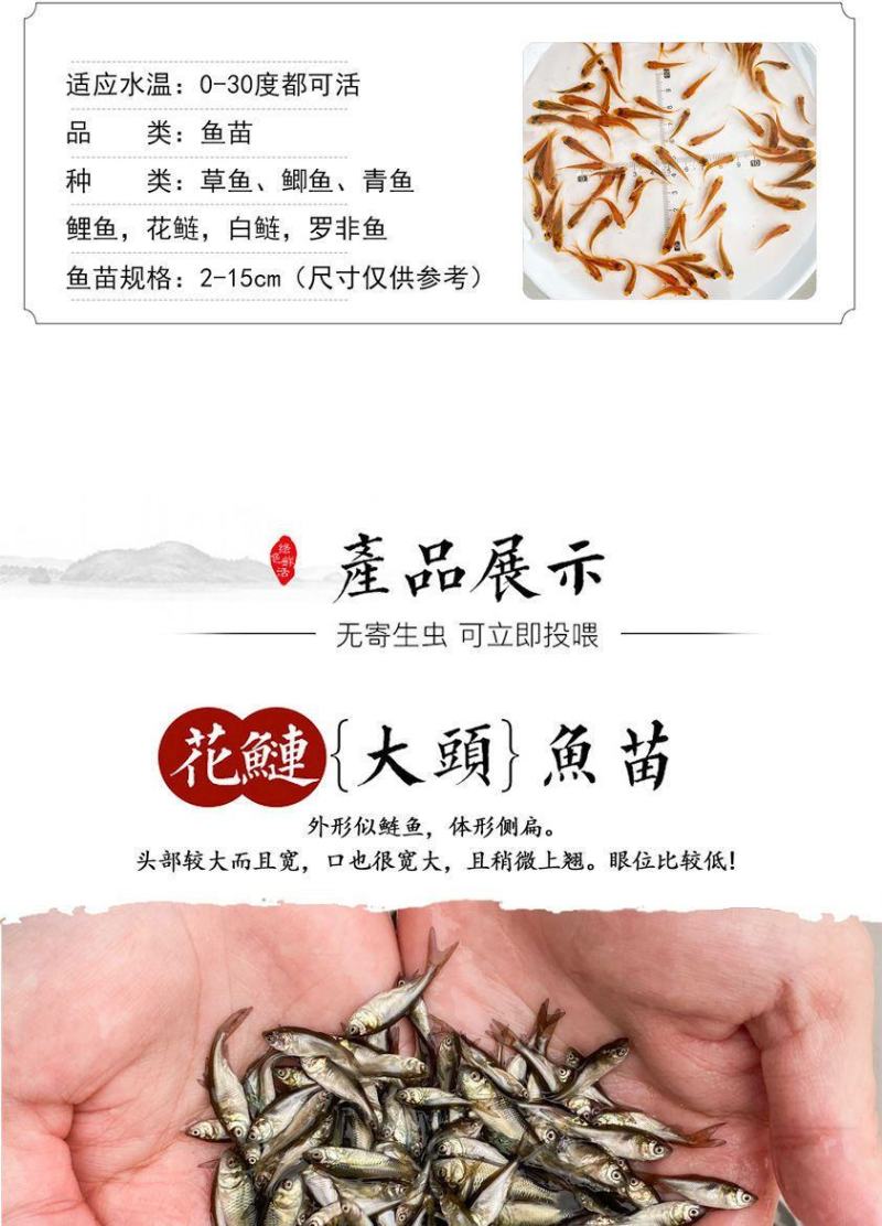 花鲢鱼苗大头鱼苗鳙鱼苗鳙鱼苗活体胖头鱼【包邮包活送指导】