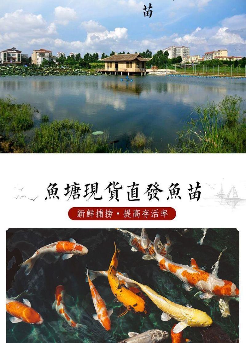花鲢鱼苗大头鱼苗鳙鱼苗鳙鱼苗活体胖头鱼【包邮包活送指导】