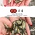 花鲢鱼苗大头鱼苗鳙鱼苗鳙鱼苗活体胖头鱼【包邮包活送指导】