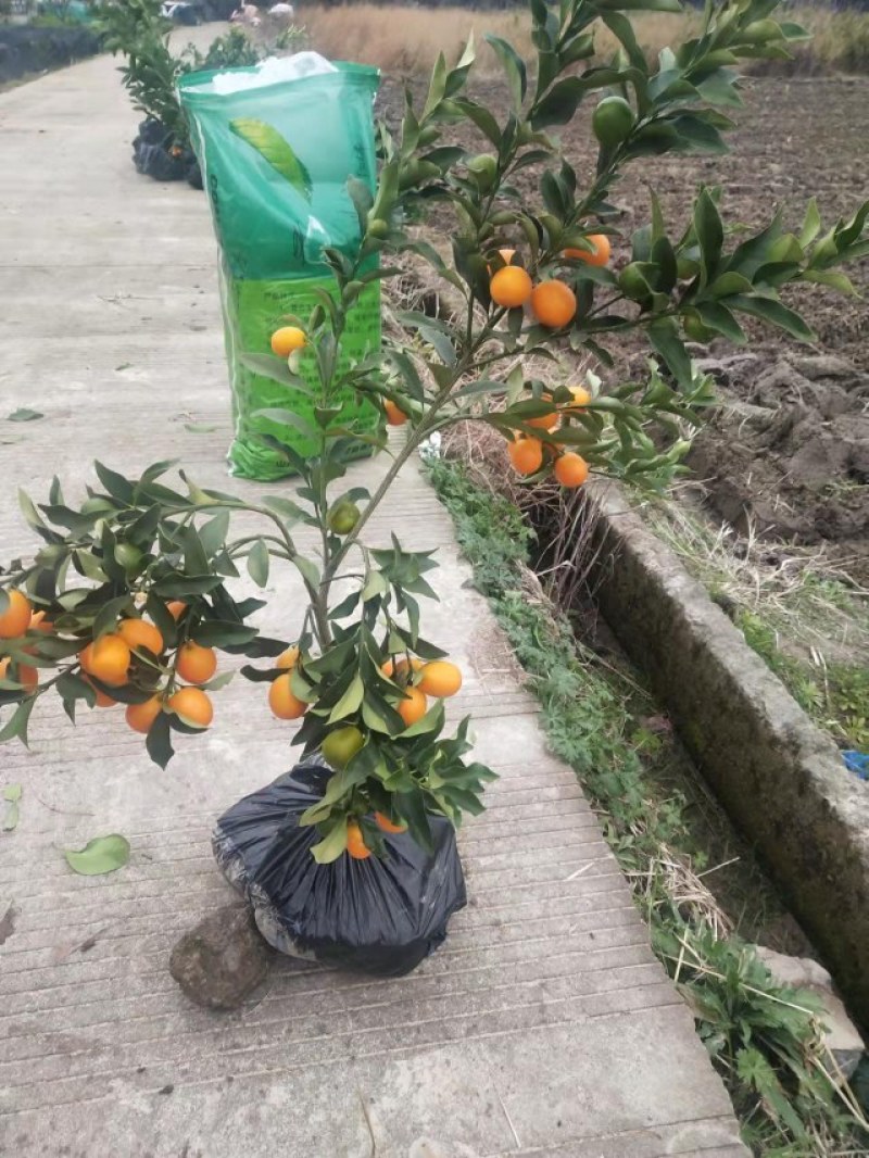 广西金桔苗