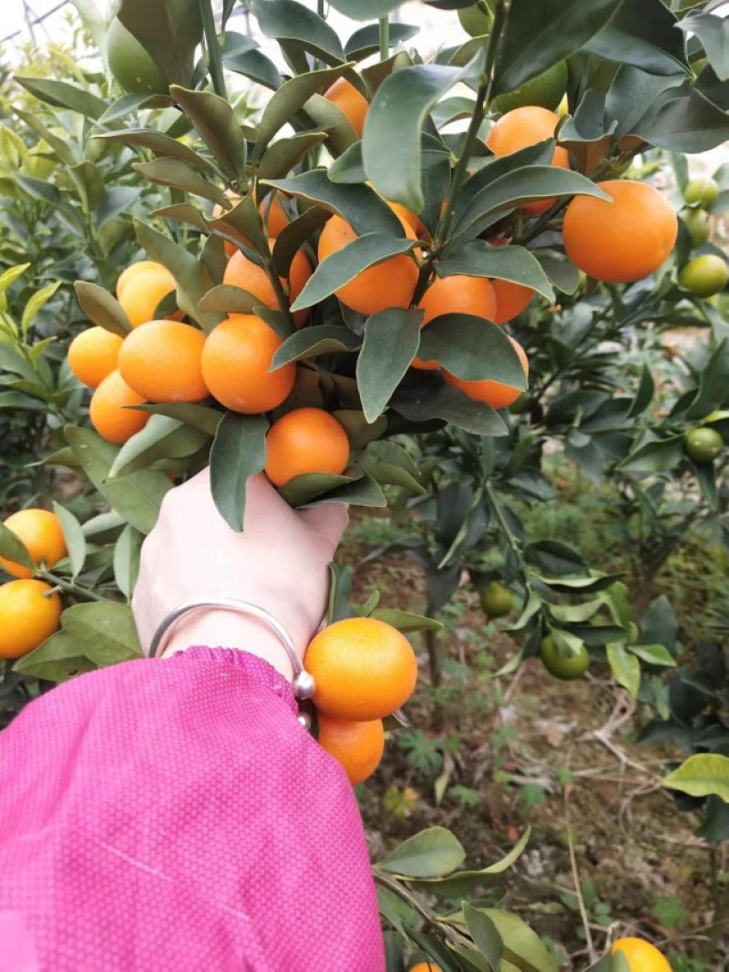 广西金桔苗