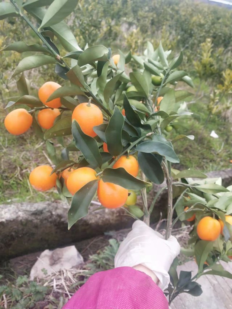 广西金桔苗