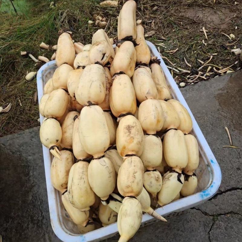 就一个大，不晓得什么品种。