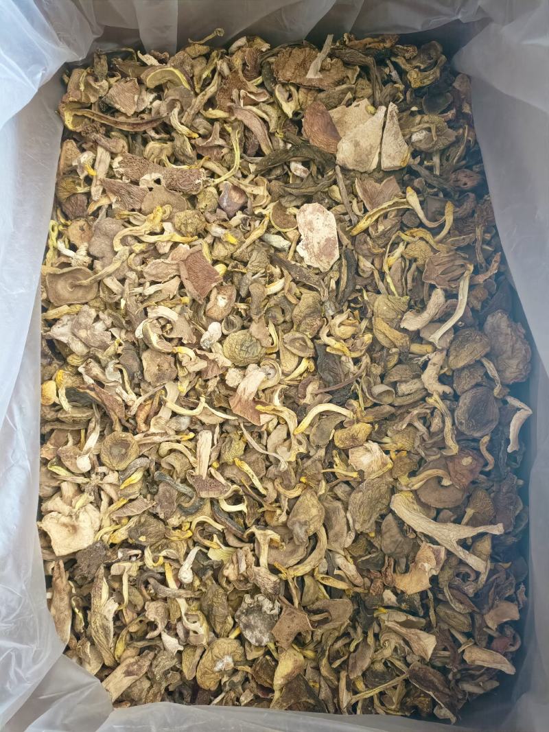 【大减价】云南野生菌吊汤的黄牛肝一手货源【不了解勿拍！】