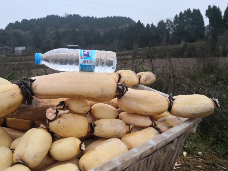 就一个大，不晓得什么品种。