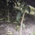 爱暖（红美人）28