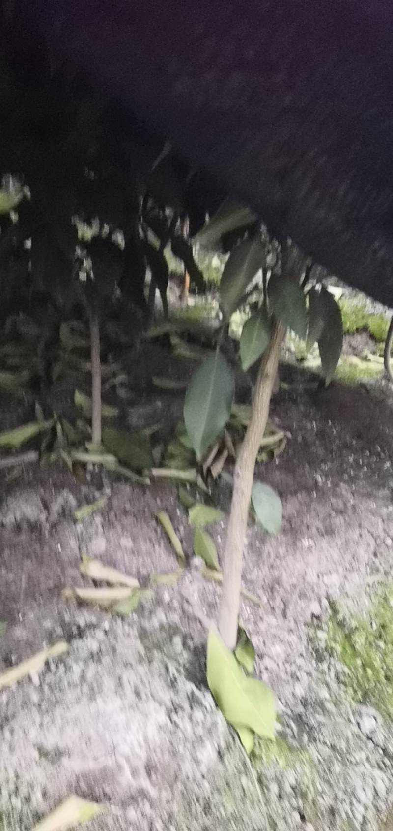 爱暖（红美人）28