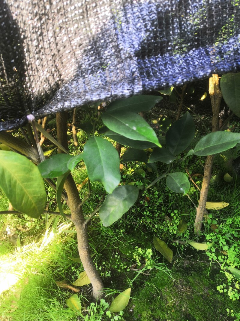 爱暖（红美人）28