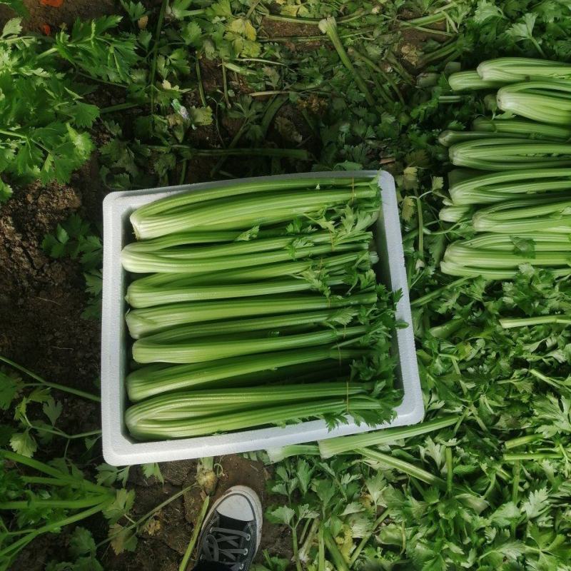 精品西芹山东芹菜产地直发电商市场商超食品厂加工