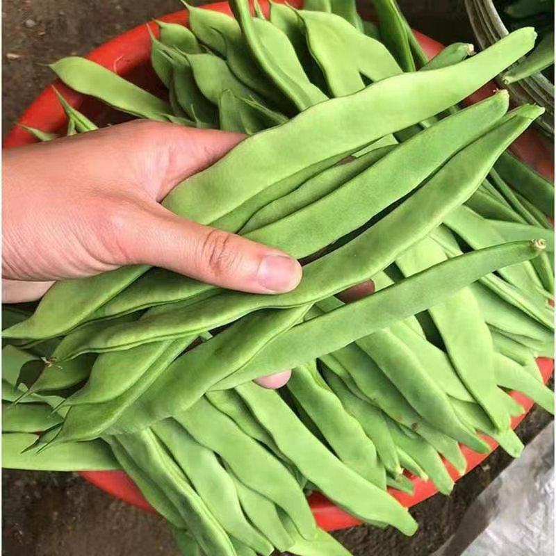 山东新鲜扁芸豆，精品货源，基地现摘现发，一件代发