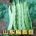 山东新鲜扁芸豆，精品货源，基地现摘现发，一件代发