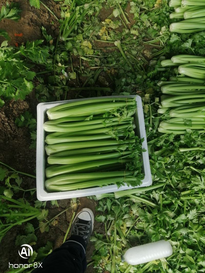 精品西芹山东芹菜产地直发电商市场商超食品厂加工