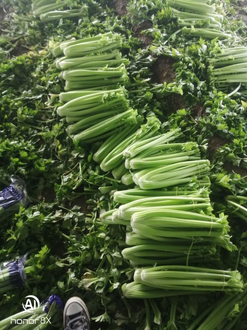 精品西芹山东芹菜产地直发电商市场商超食品厂加工