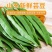 山东新鲜扁芸豆，精品货源，基地现摘现发，一件代发