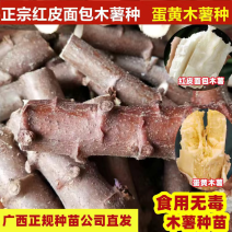 华南9号黄肉木薯种子面包木薯种苗黄心黄肉木薯苗