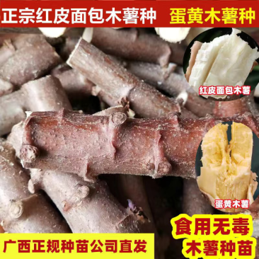 华南9号黄肉木薯种子面包木薯种苗黄心黄肉木薯苗