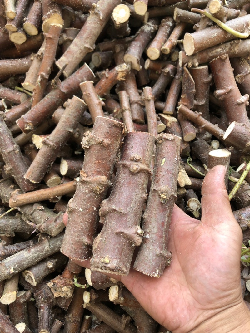 华南9号黄肉木薯种子面包木薯种苗黄心黄肉木薯苗