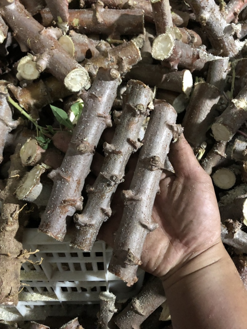 华南9号黄肉木薯种子面包木薯种苗黄心黄肉木薯苗