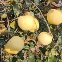 山东维纳斯黄苹果，香甜可口，脆甜多汁支持全国发货一件