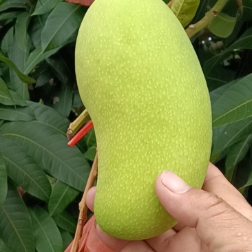 海南金煌芒