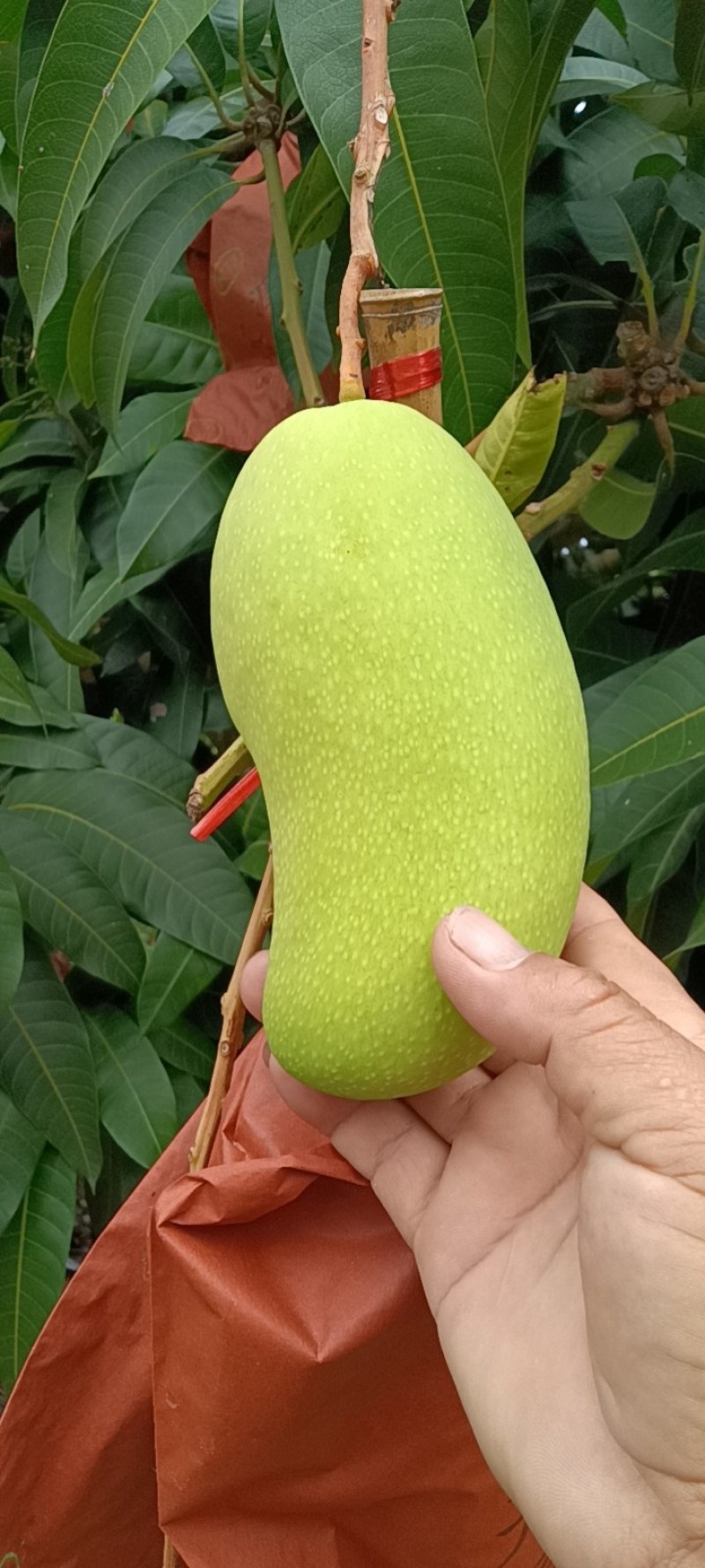 海南金煌芒