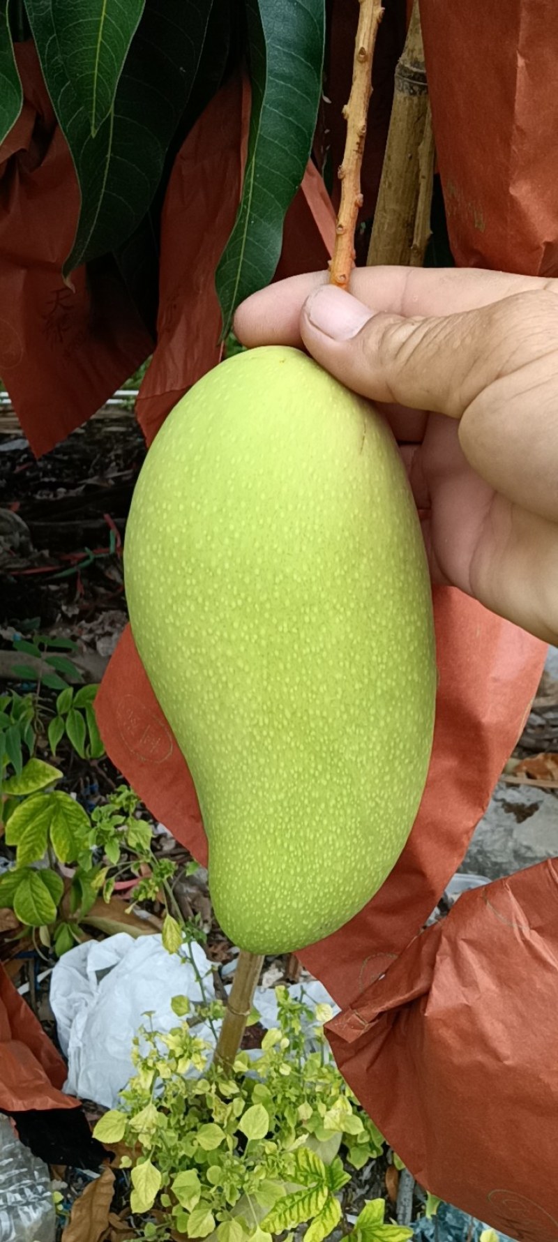 海南金煌芒