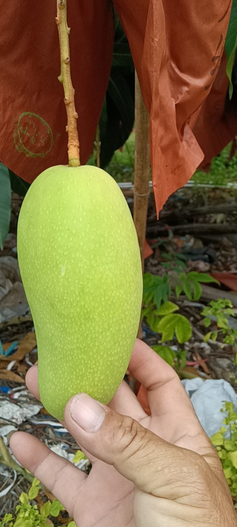 海南金煌芒