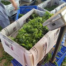 贵州赤水豌豆尖大量上市