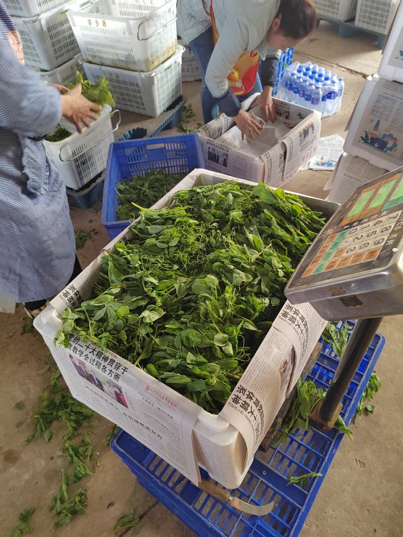 贵州赤水豌豆尖大量上市