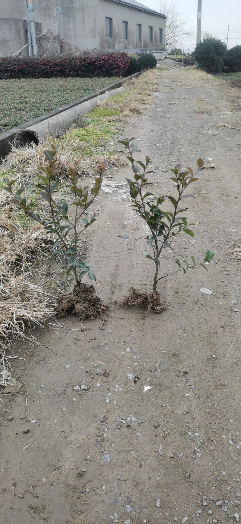 宁波市北仑区茶梅小毛球基地直发需要的联系联系我