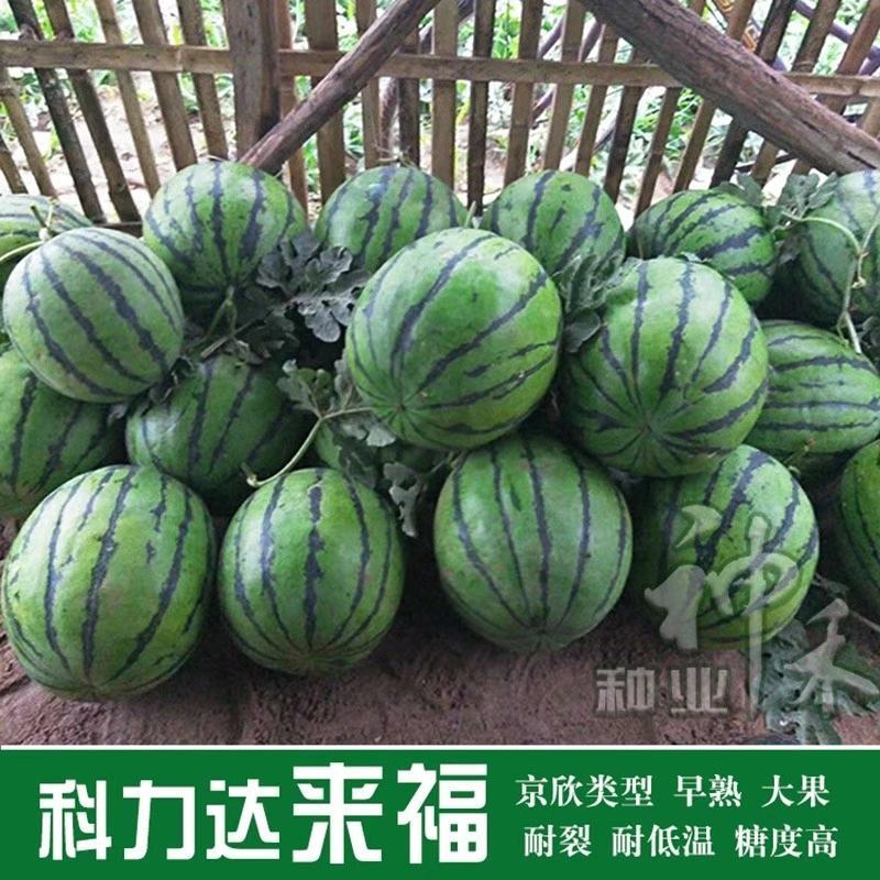 京欣类型西瓜种子早熟大果耐裂耐低温糖度高西瓜种籽皮薄且韧
