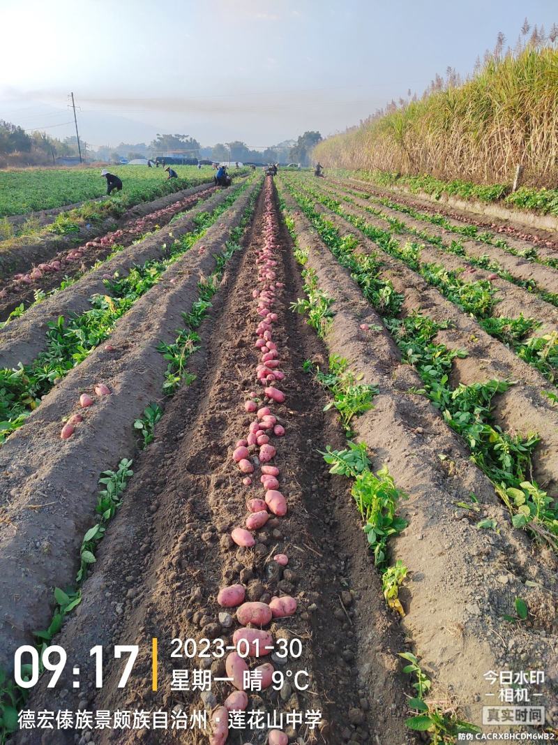 云南省青薯9号土豆，自己基地，质量好价格低，欢迎来电咨询