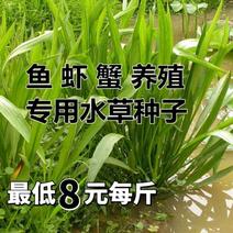 小米草种子稗子草雀叶稗种子养殖专用水草种子鱼虾蟹牧草种子