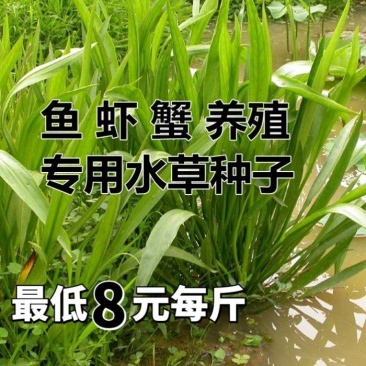 小米草种子稗子草雀叶稗种子养殖专用水草种子鱼虾蟹牧草种子