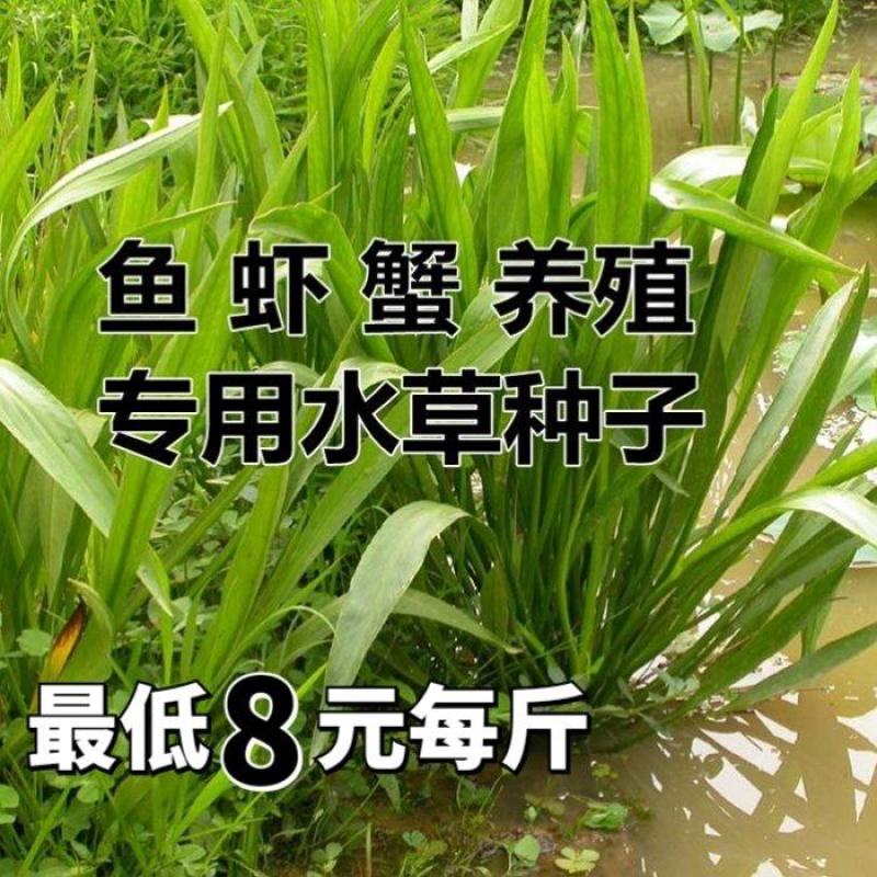 小米草种子稗子草雀叶稗种子养殖专用水草种子鱼虾蟹牧草种子